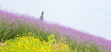 CA1EE122-96DD-4C2A-B7D2-748B97102491/L0/001