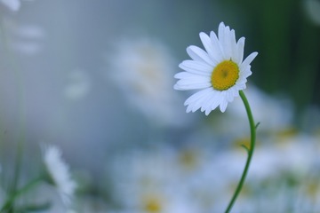 2681755