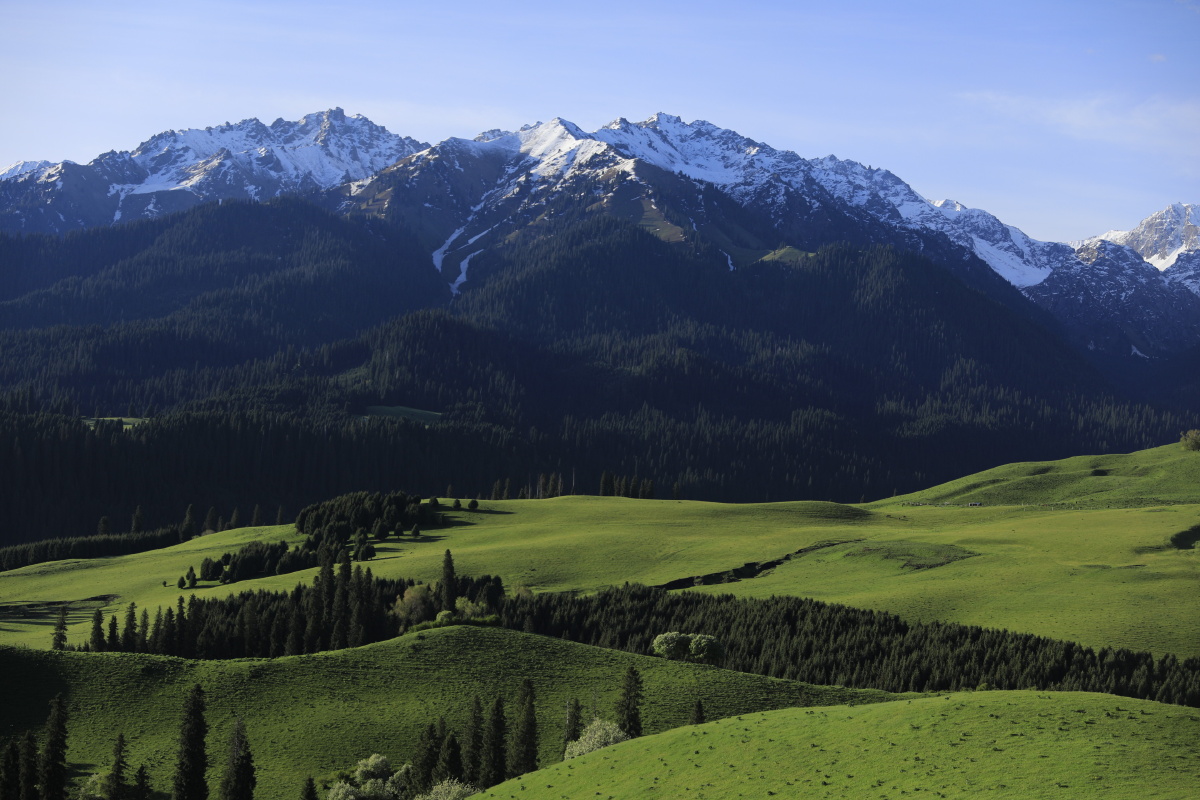 新疆伊犁哈萨克自治州巩留县恰西森林公园.