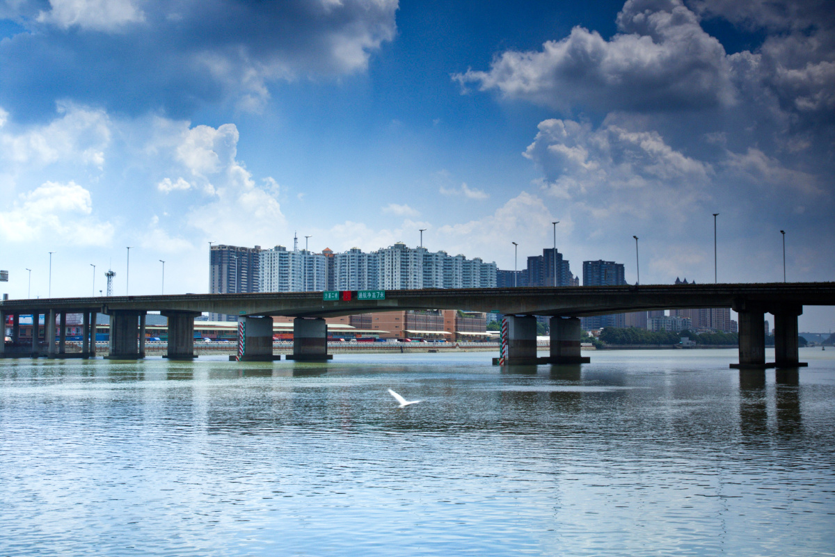 广州番禺星河湾江边一只江鸥在江面飞翔我却忘了怎么打鸟连相机设置都
