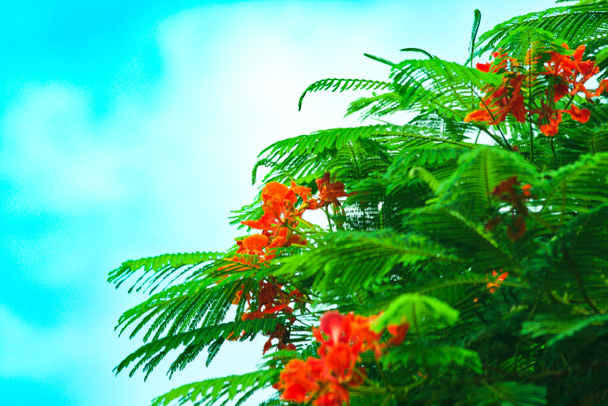 a莫克2021年8月27日986关注凤凰木山东摄影家俱乐部河北地质大学摄影