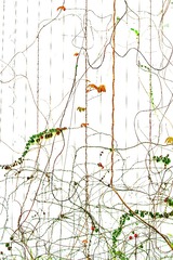 1000023082