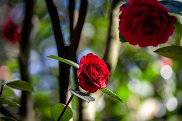 0CB35857-9CEF-433B-B749-254021FC5D7D/L0/001