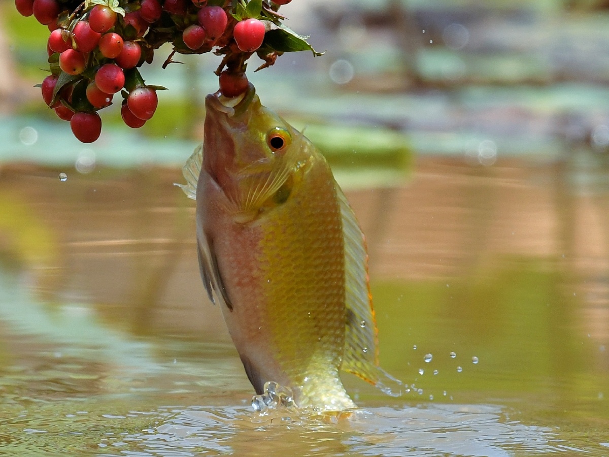鱼跃吃果摄于南海孝德湖