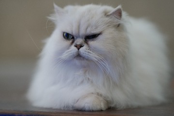 59275