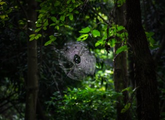 2009617