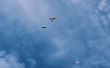 2009426