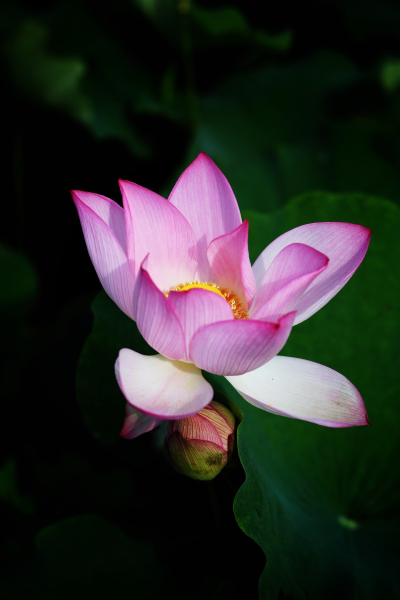 阳光普照8613 - 图虫