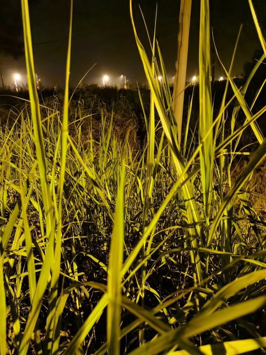 夜晚是那么的美丽花花草草都在展现最美的姿势