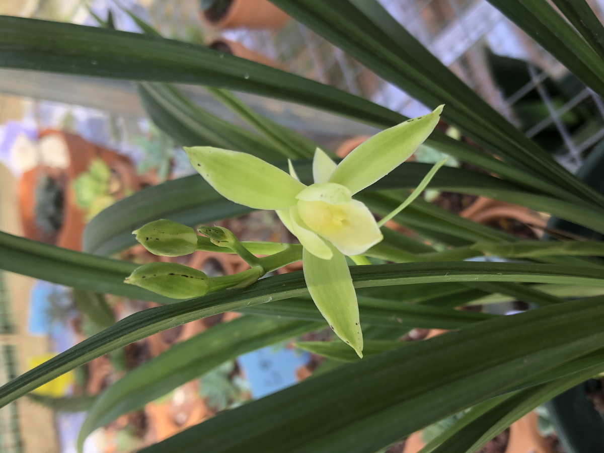 园子里的建兰开花了