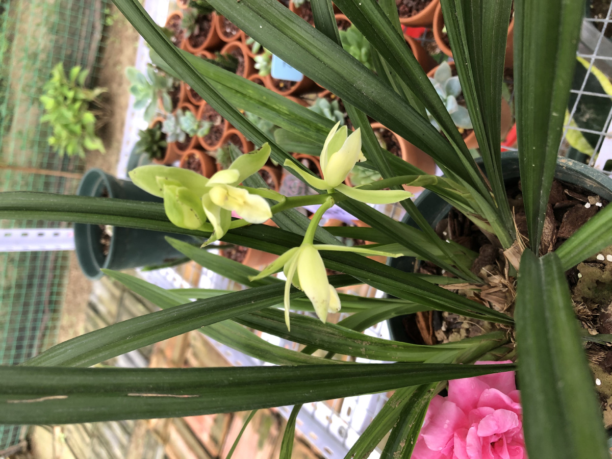 园子里的建兰开花了