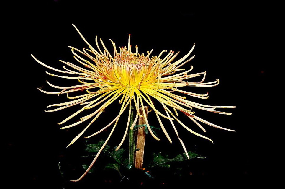 金丝菊拍摄于重庆园博园菊展