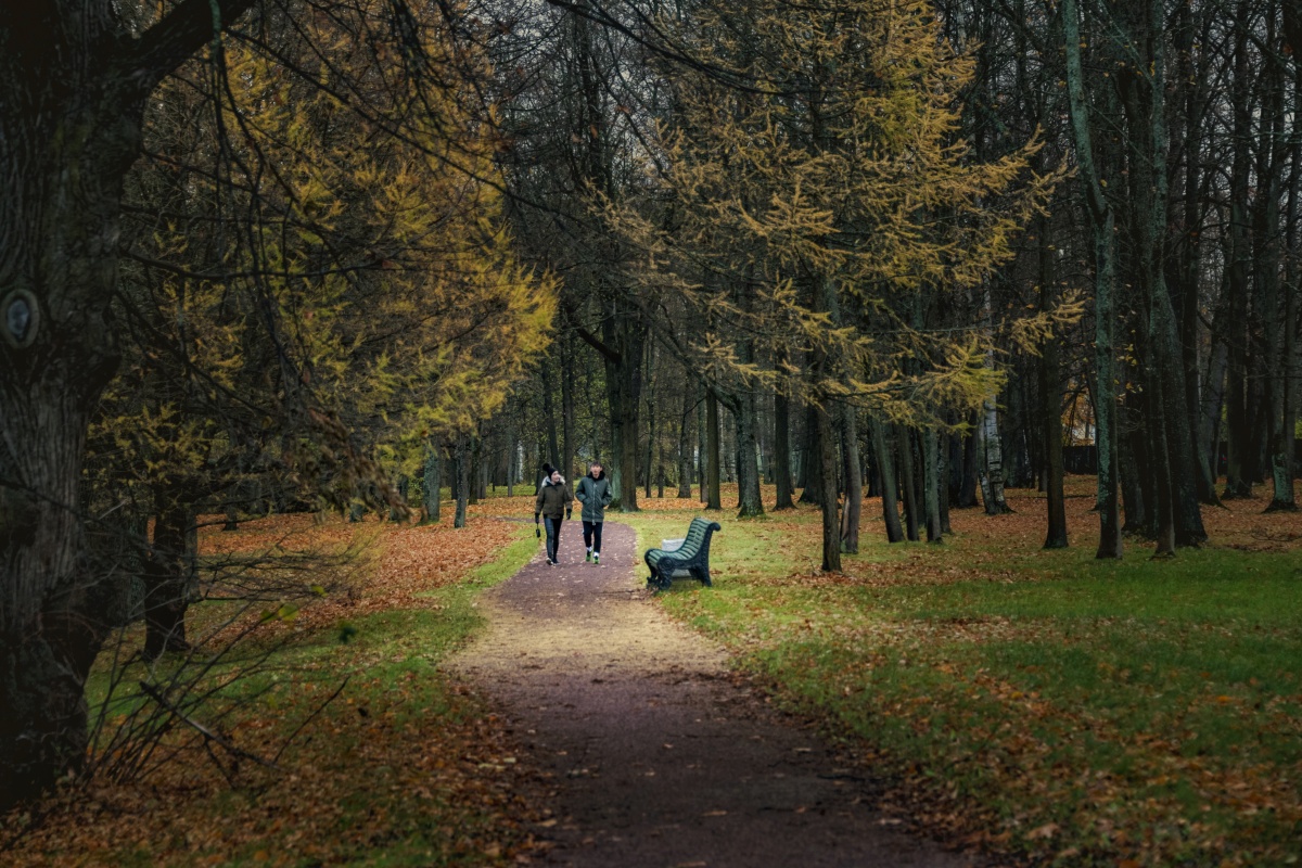 漫步森林俄罗斯