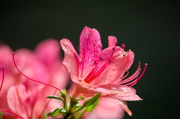 GZH_9106_