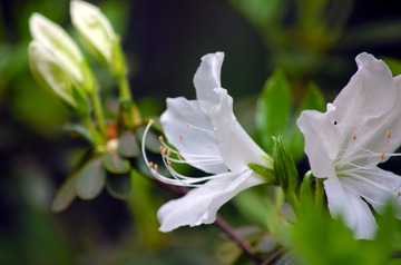 GZH_9138_