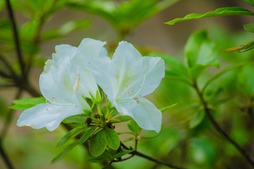 GZH_9132_