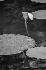 GZH_0178_