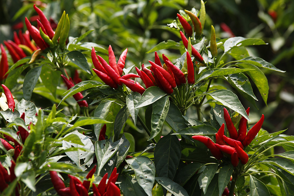 漯河市临颍县王岗镇有中国辣椒第一镇美誉依托小辣椒种植优势通过持续