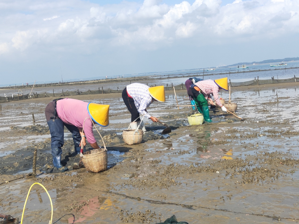 北部湾渔民赶海