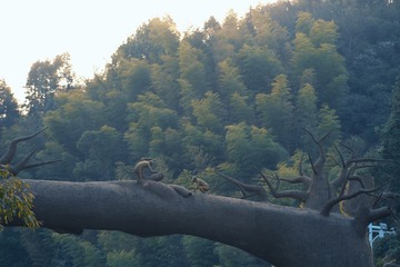 1234F32F-CB73-4464-9D22-DBCAEF9F8BBB/L0/001