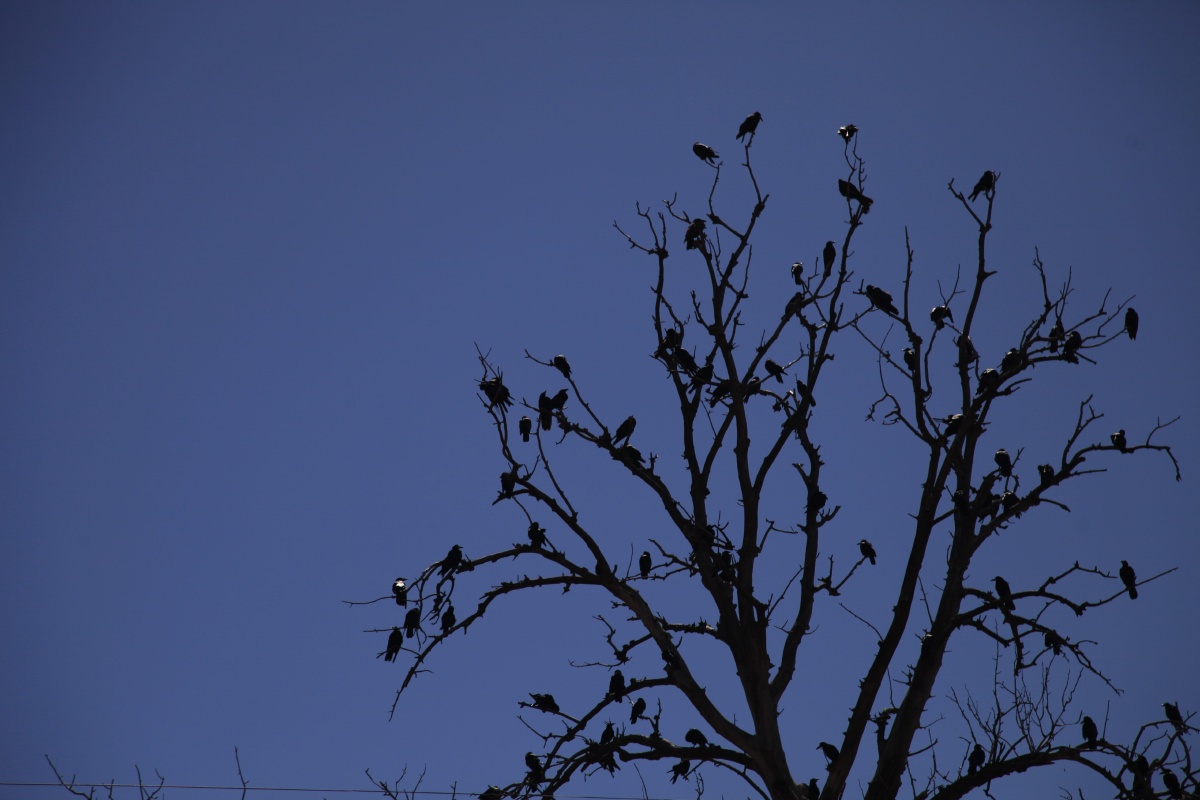 枯藤老树昏鸦就差黄昏日落时