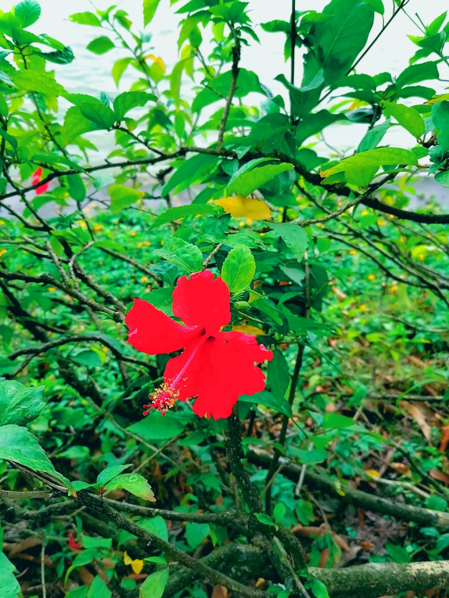 万绿丛中一点红 - 摄影师159253602716358