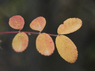 5654226