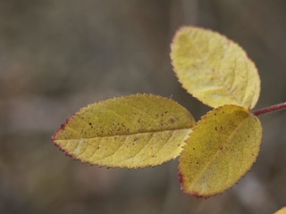 5685377
