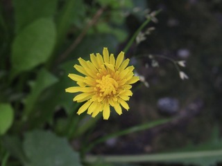 5561363