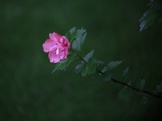 556691