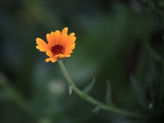 556139