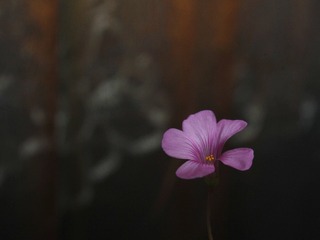5486830