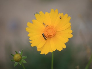 556128