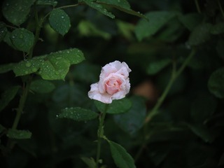 557494