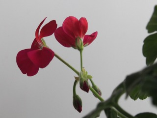 5439480