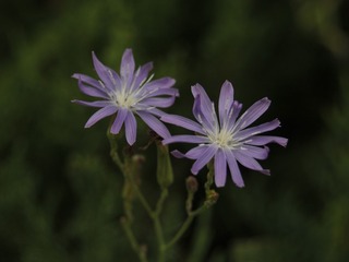 5502379