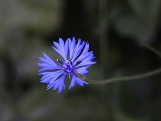 5586627