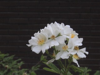 5407646