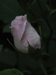 5406857