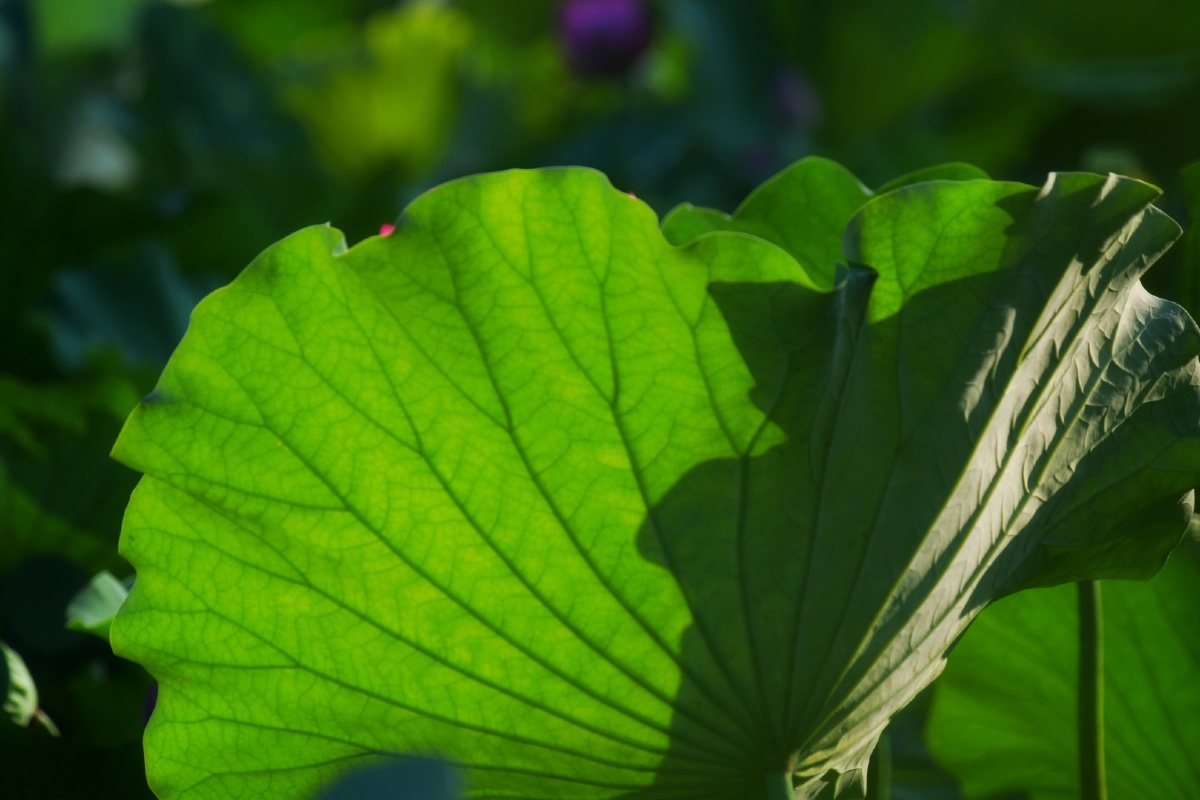 接天莲叶无穷碧