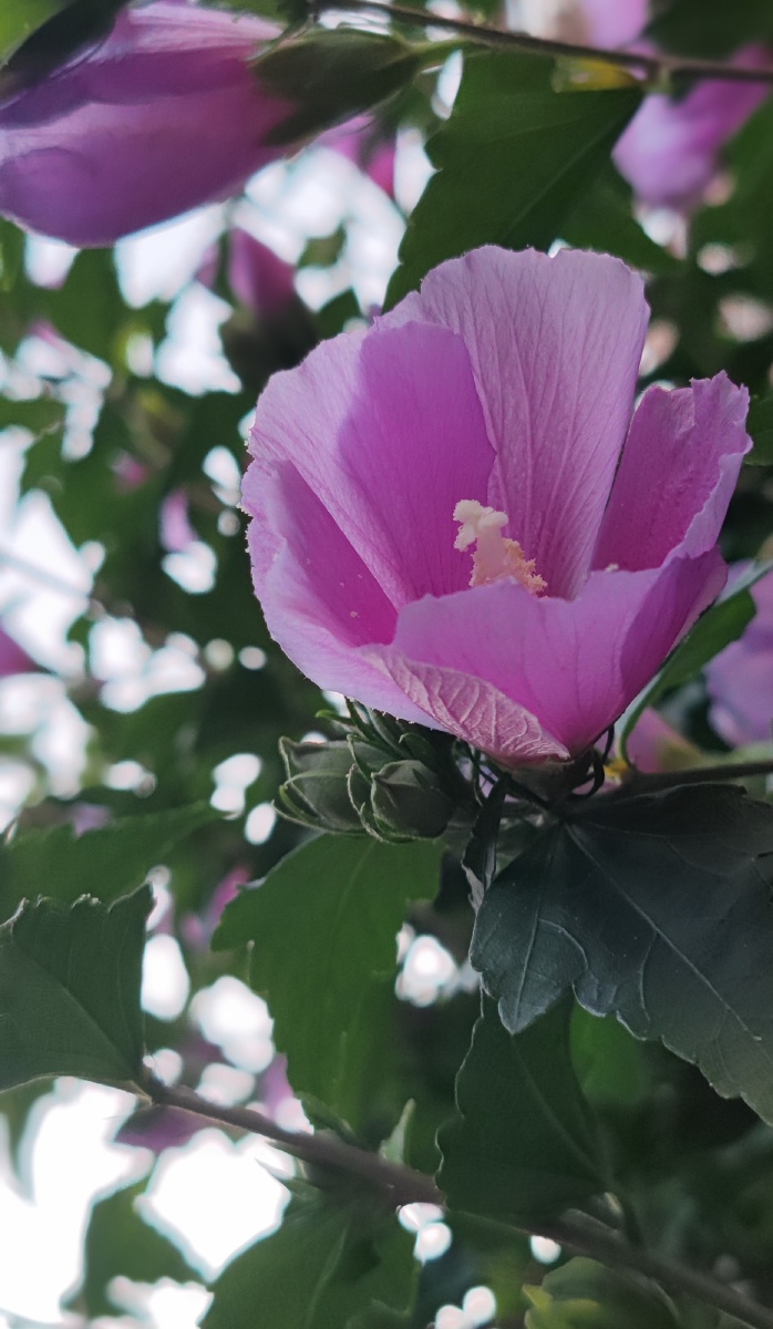 韩国国花木槿 - 守拙散人 - 图虫