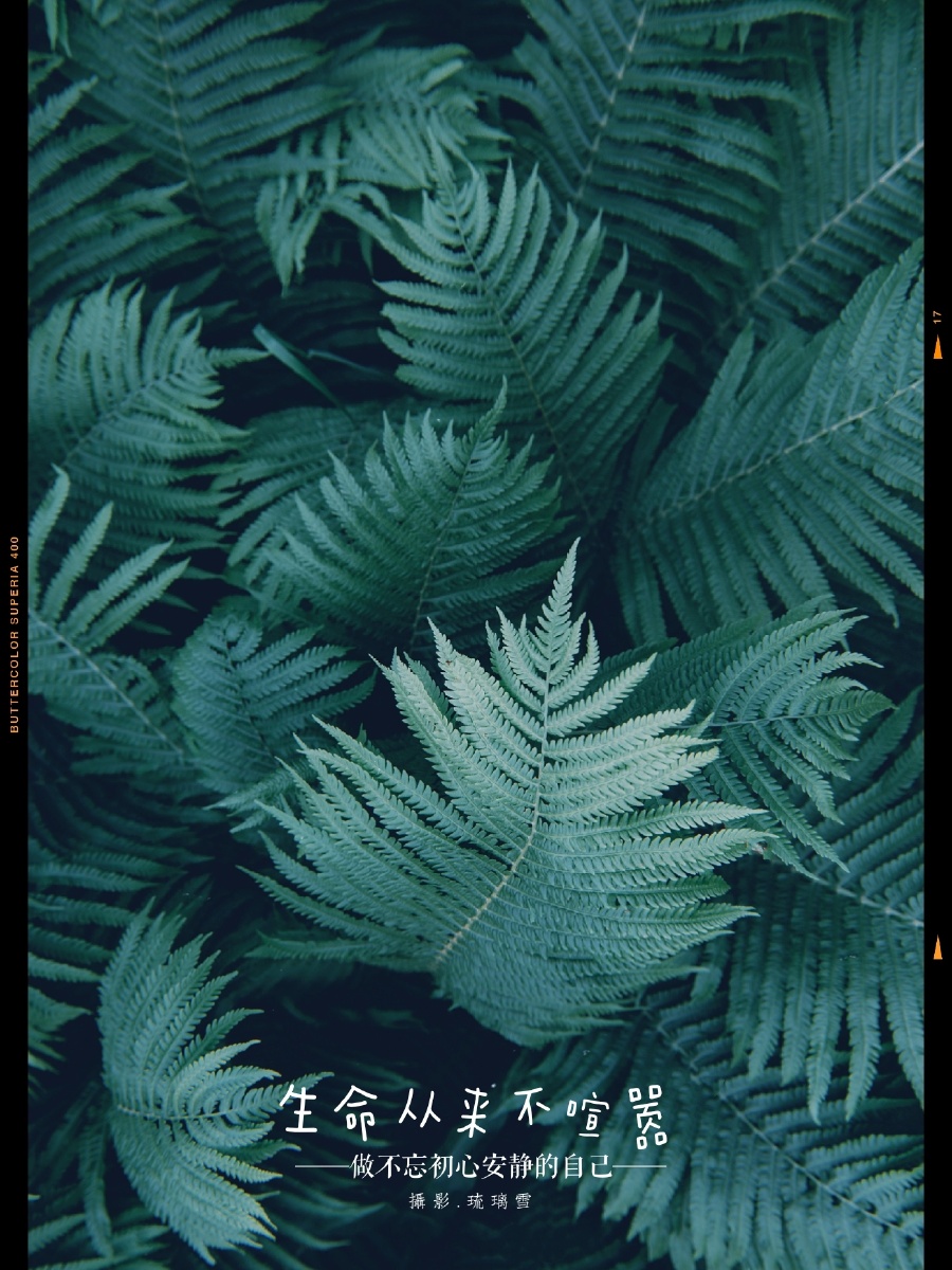 第49天61苍绿这苍老的绿色在空气中流动流进我的眼睛流进我的心海