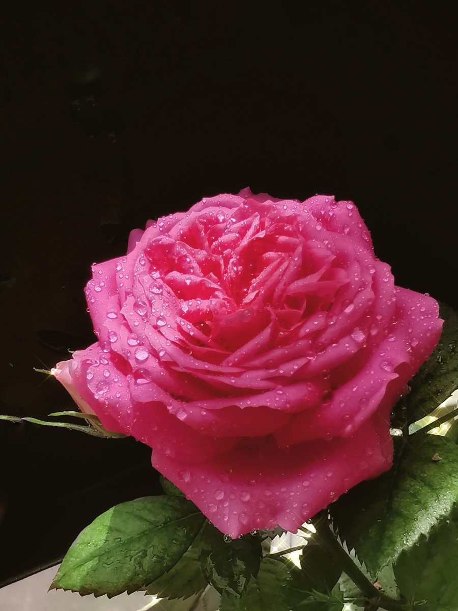 可爱的一朵月季花