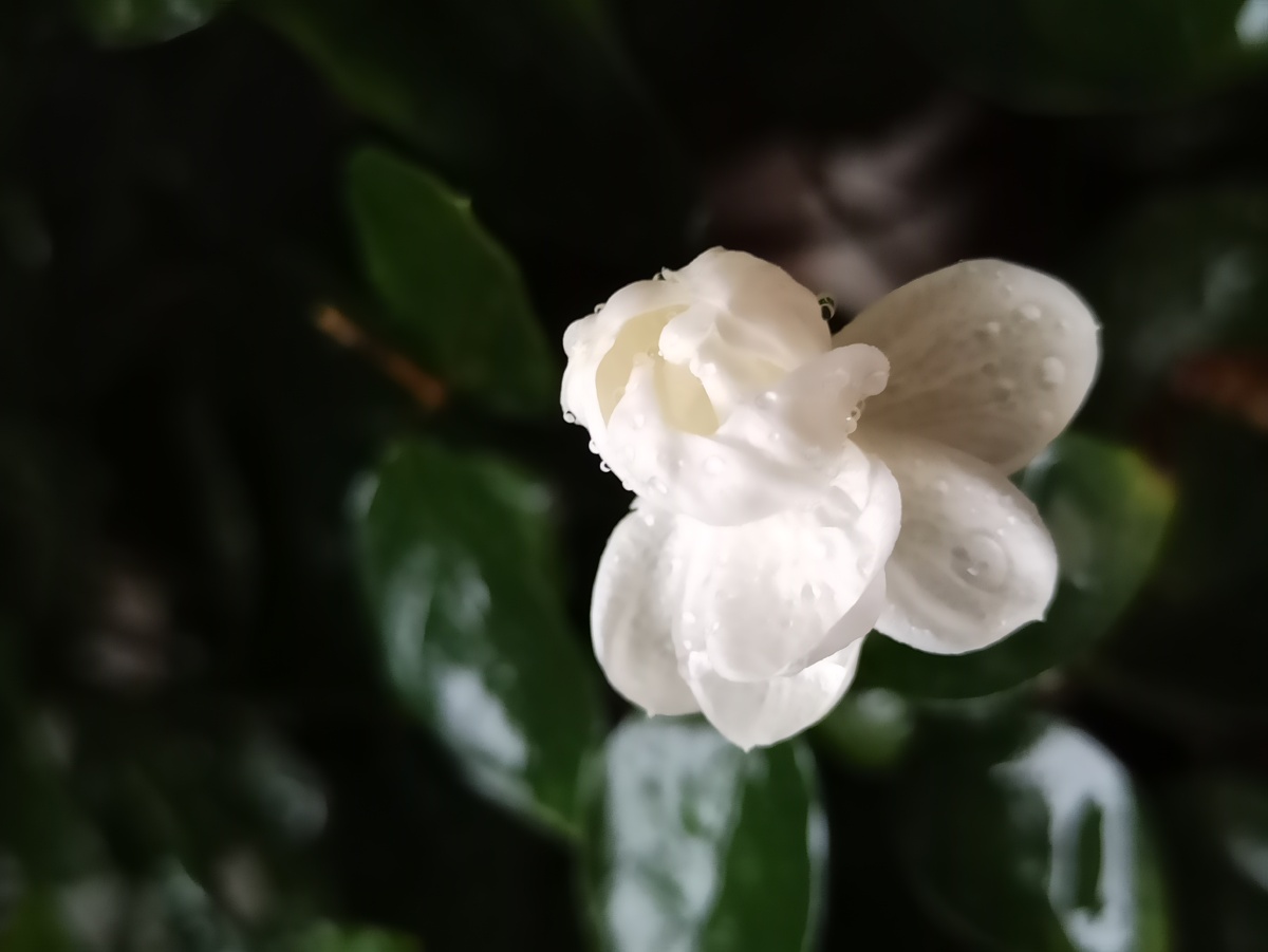 雨后绽放的茉莉