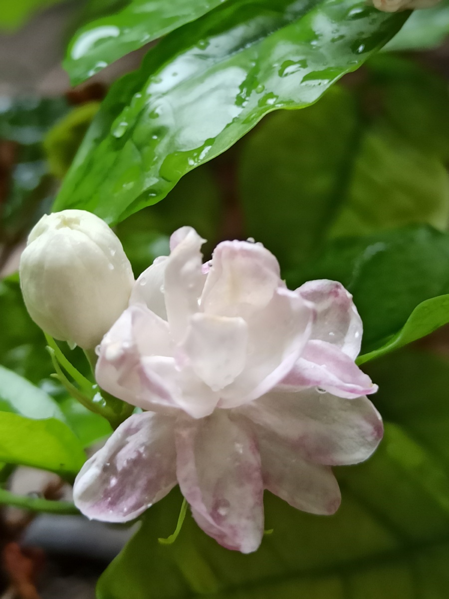 雨后绽放的茉莉