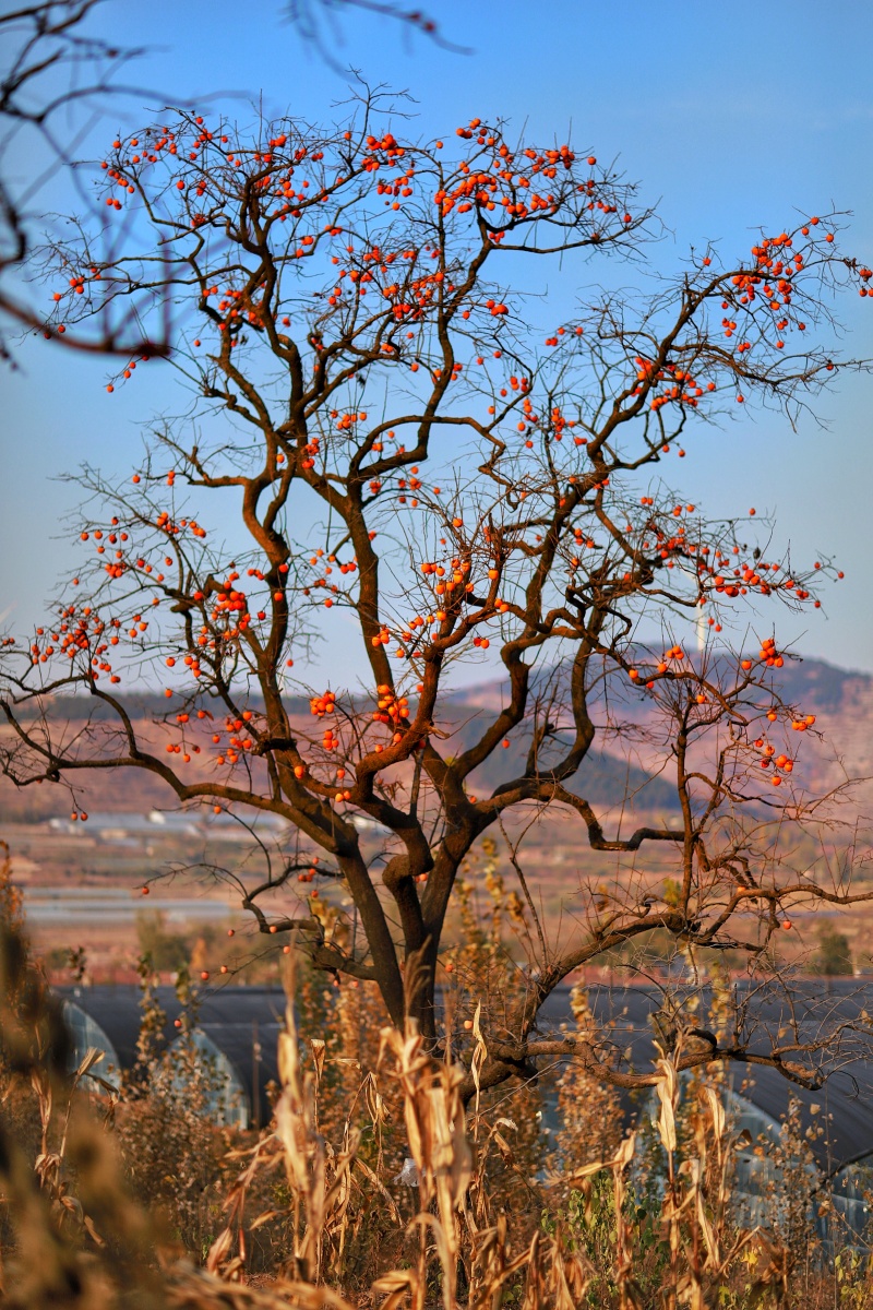 晚秋山那边的的柿子树