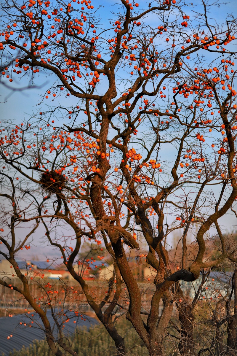 晚秋山那边的的柿子树