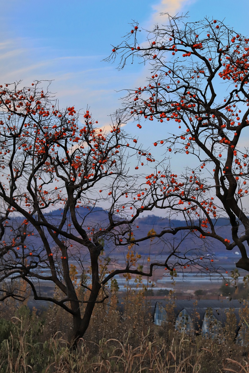 晚秋山那边的的柿子树