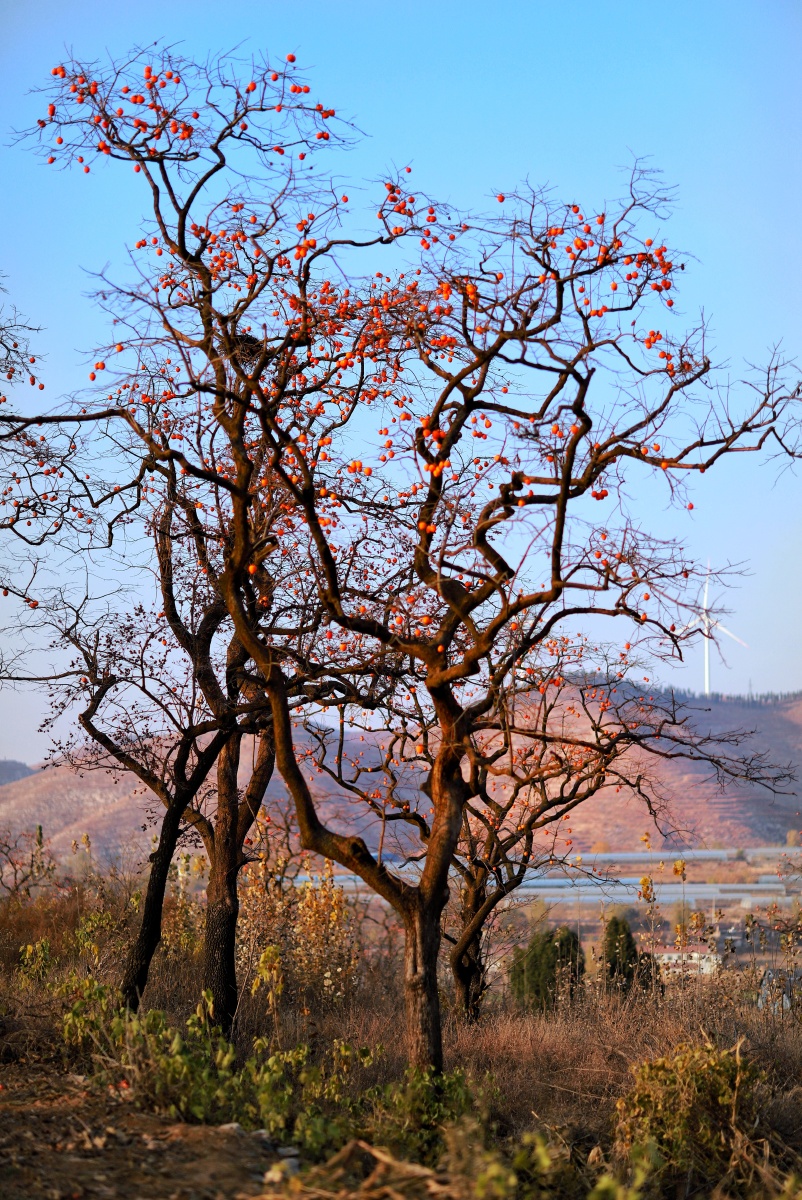 晚秋山那边的的柿子树