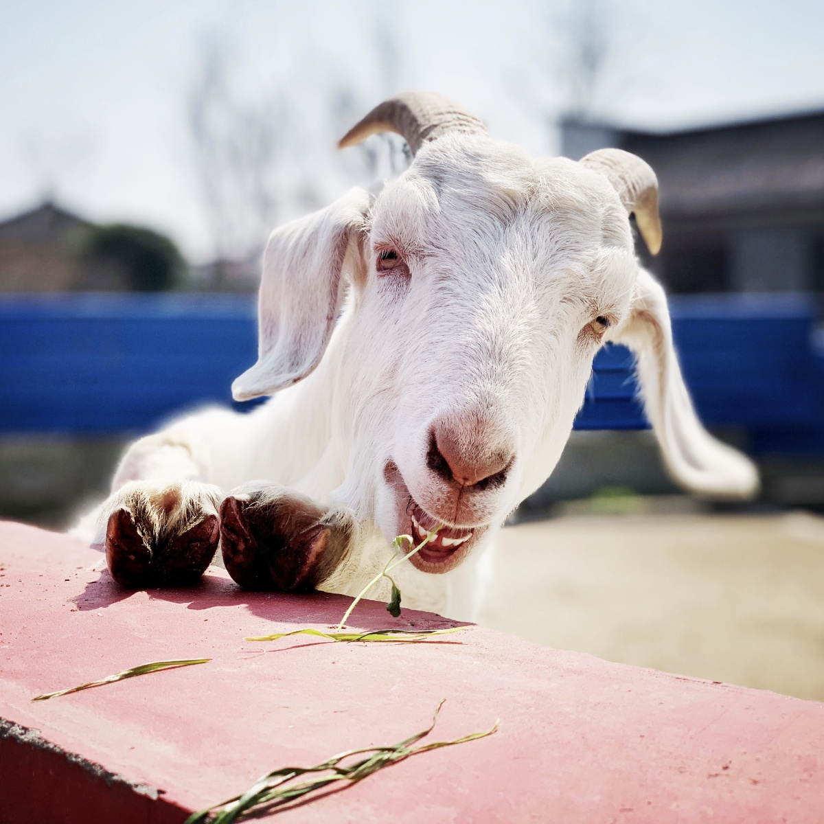 看羊得意洋洋的样儿